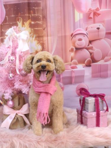 20241217ぱるくん